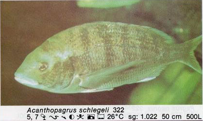 Acanthopagrus schlegeli